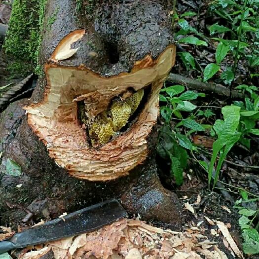 绿春县土蜂蜜  云南哀劳山脉 国家自然保护区 保质保量 云南本地土蜂