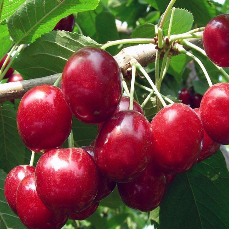 红灯樱桃 自己家的农业生产品  非常朴实无华