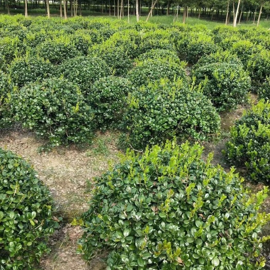 沭阳县 无刺枸骨球 基地 大量出售 各种规格