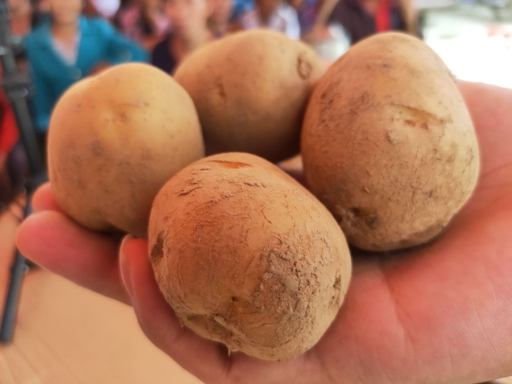 恩施小土豆（大学生创客出品）