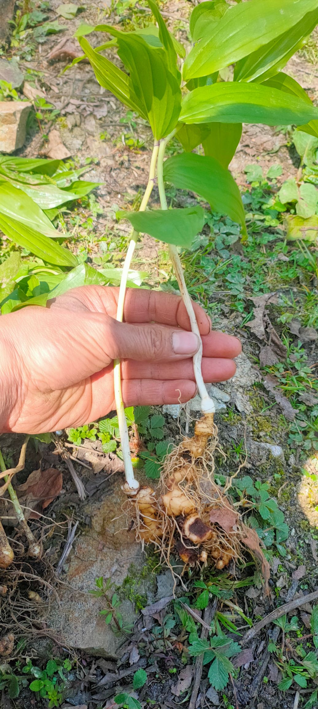 黄精种苗  姜型多花黄精苗