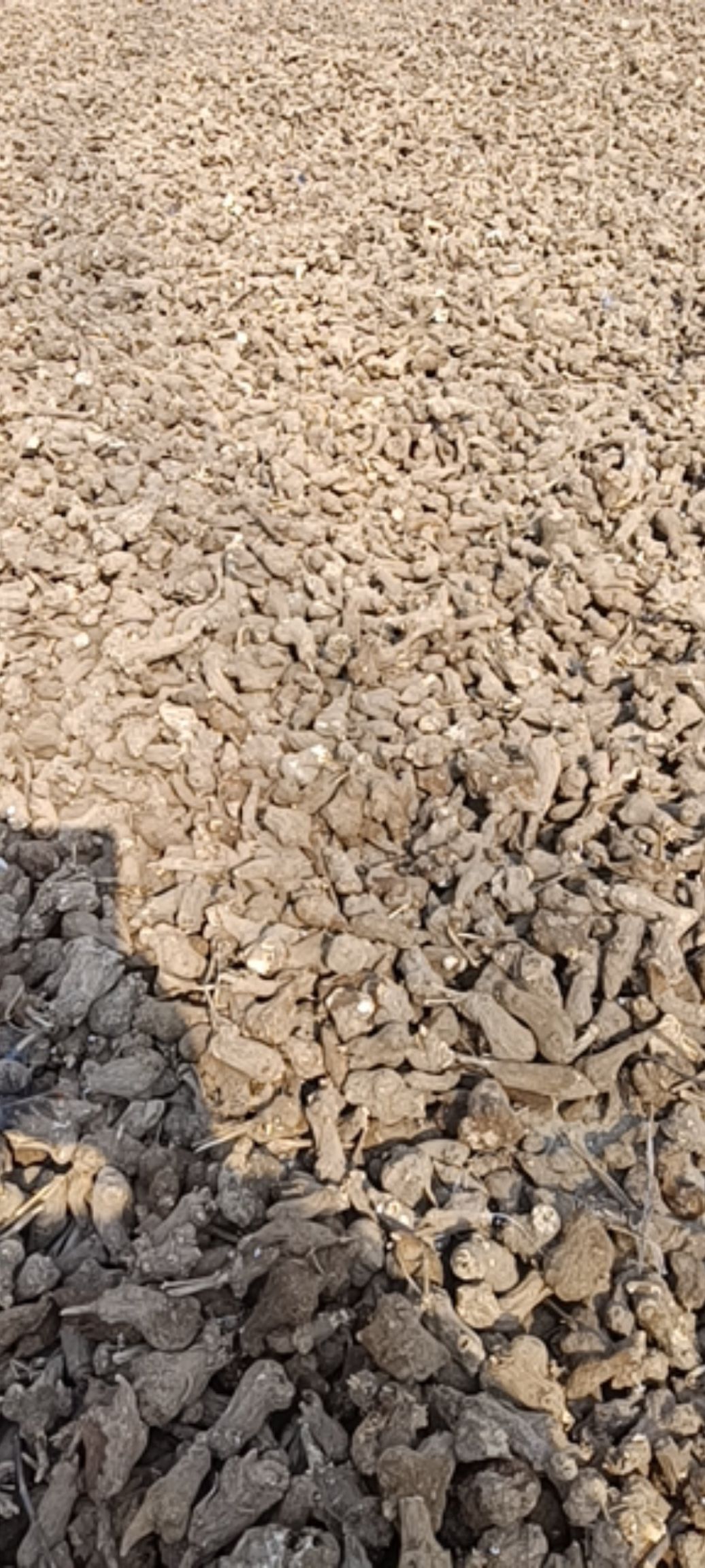 生白术 一年白术干货