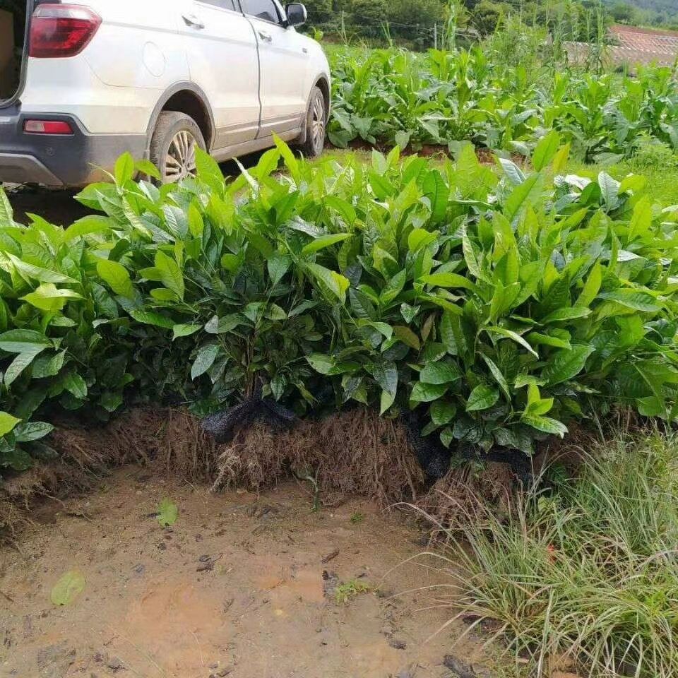 两年冰岛昔归班章大叶种茶苗普洱茶树苗茶叶苗
