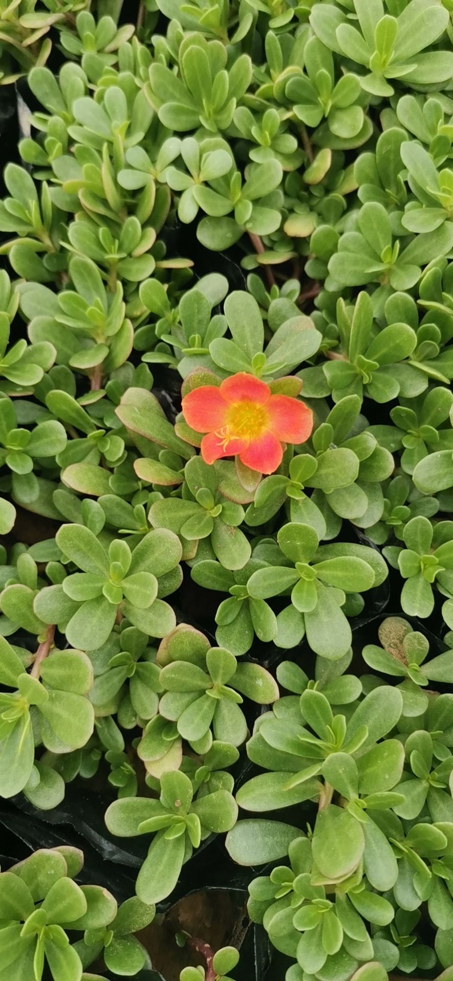 草花  优质太阳花 多色太阳花 场地直发 量大优惠