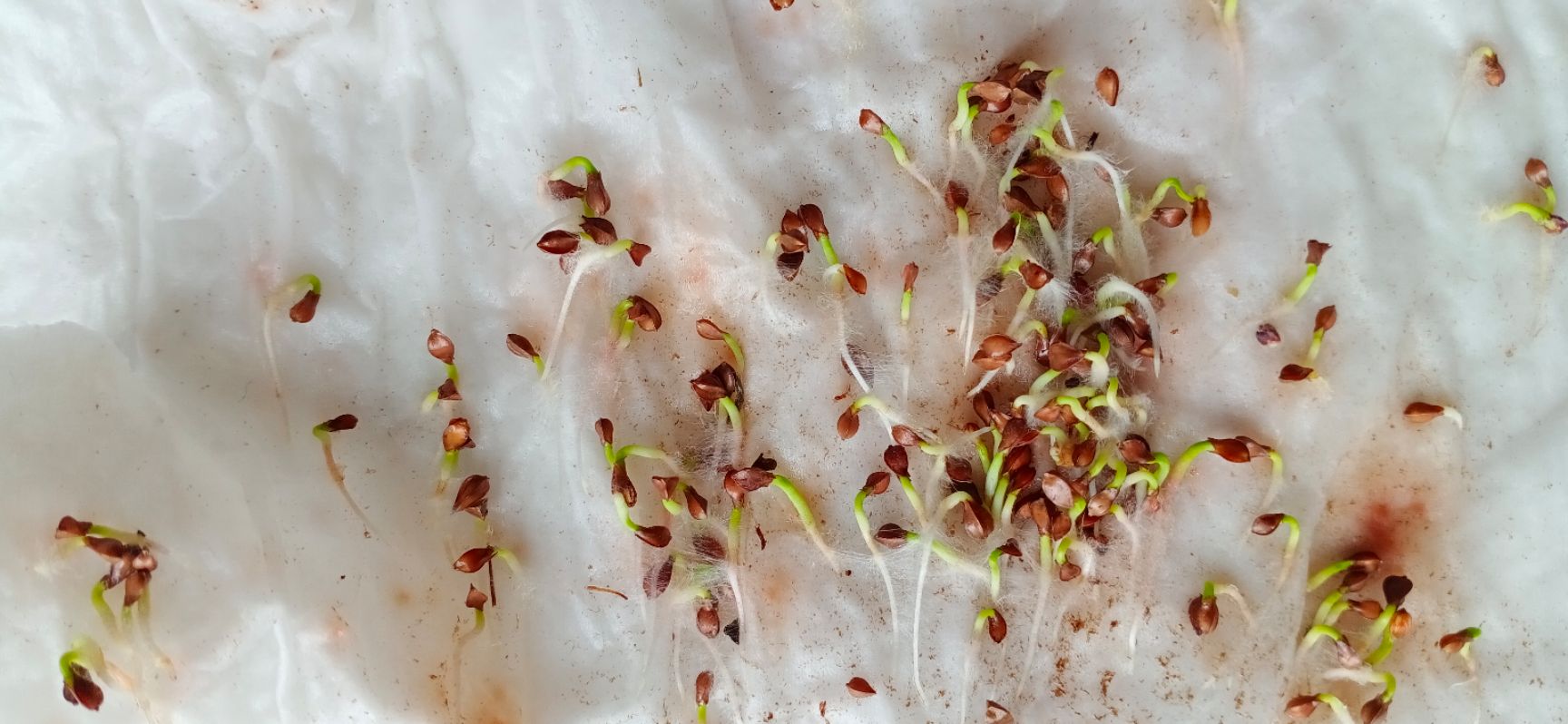 蛋白草种子～食叶草种子 多年生牧草种子品种