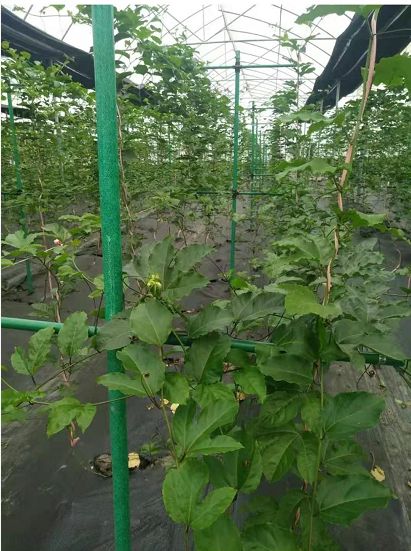 玻璃钢48*44mm市政树木支撑架围栏，美观持久耐用