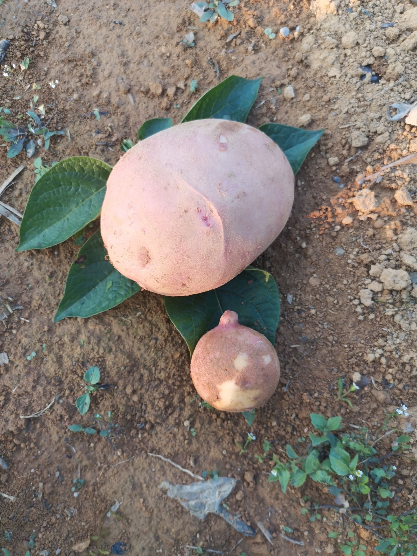 正宗云南特产合作88号土豆.新鲜土豆现挖现发，质量保证