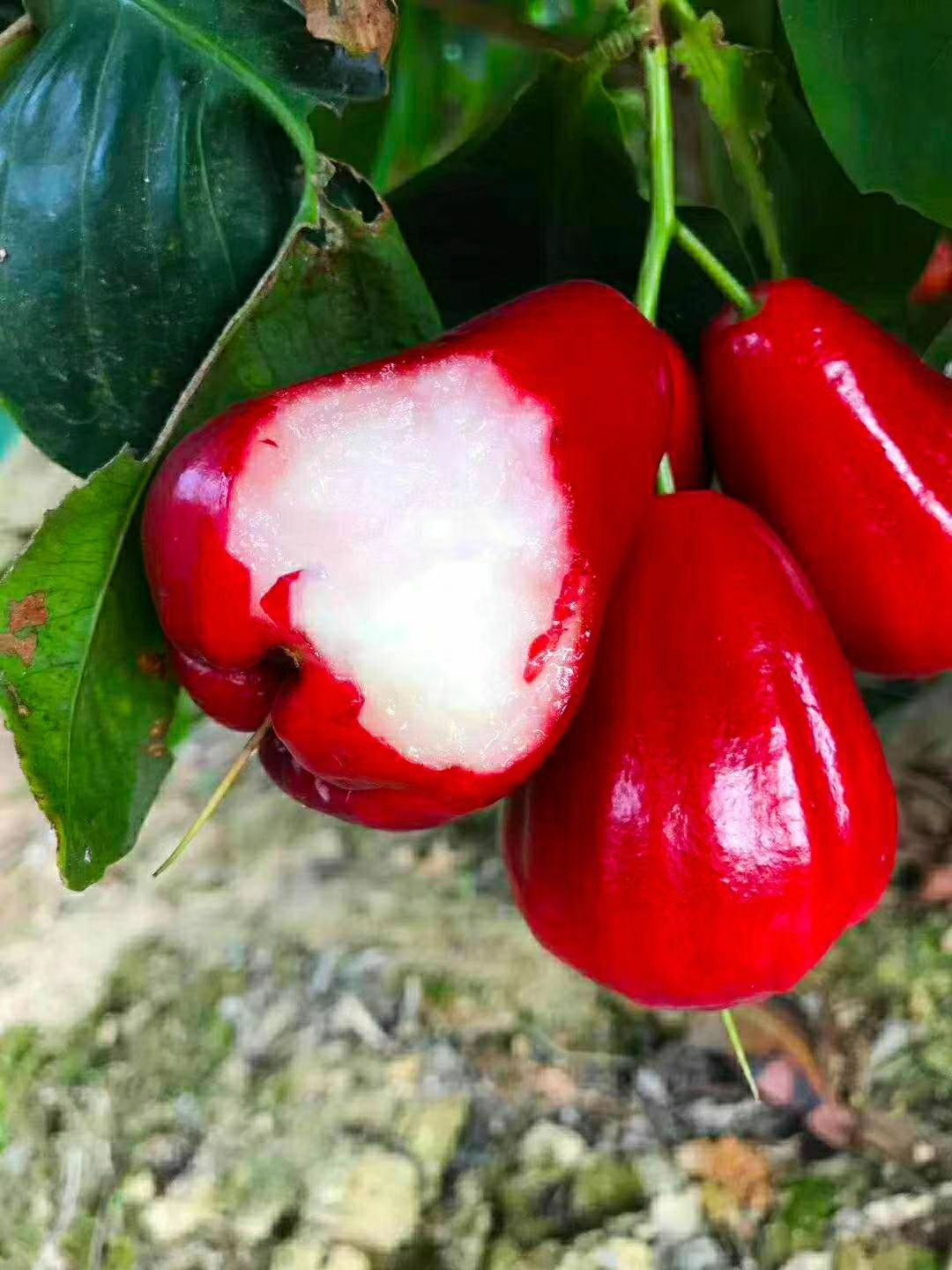 黑金刚莲雾苗  莲雾果苗，黑金刚莲雾  大叶红莲雾 新品种黑糖芭比莲雾苗