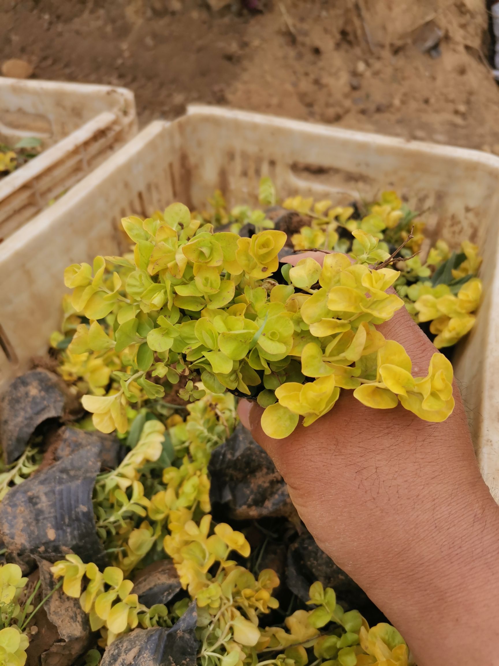 金叶过路黄 过路黄 量大从优 产地直发