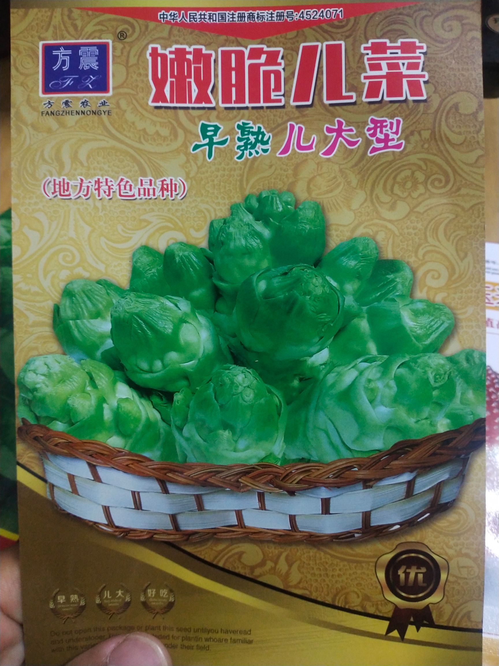 芥菜种子 嫩脆儿菜又叫抱子芥菜 植株长势，儿芽个头大，产量