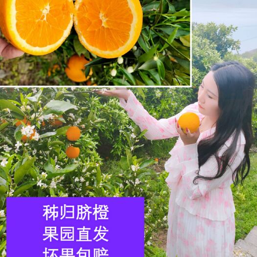 秭归县脐橙  伦晚顺丰包邮果肉饱满多汁味甜