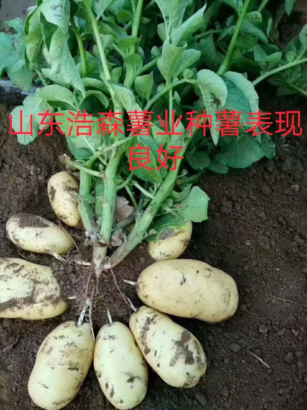 荷兰15号种薯  荷兰十五土豆种子 早熟高产 抗病能力强产量