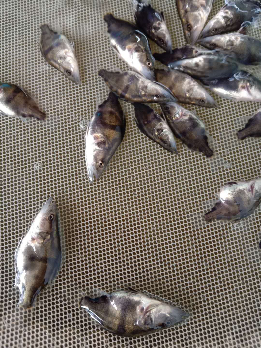 桂鱼苗  ，洪湖本地养殖土塘苗，适应性强，生长快。成品鱼价高