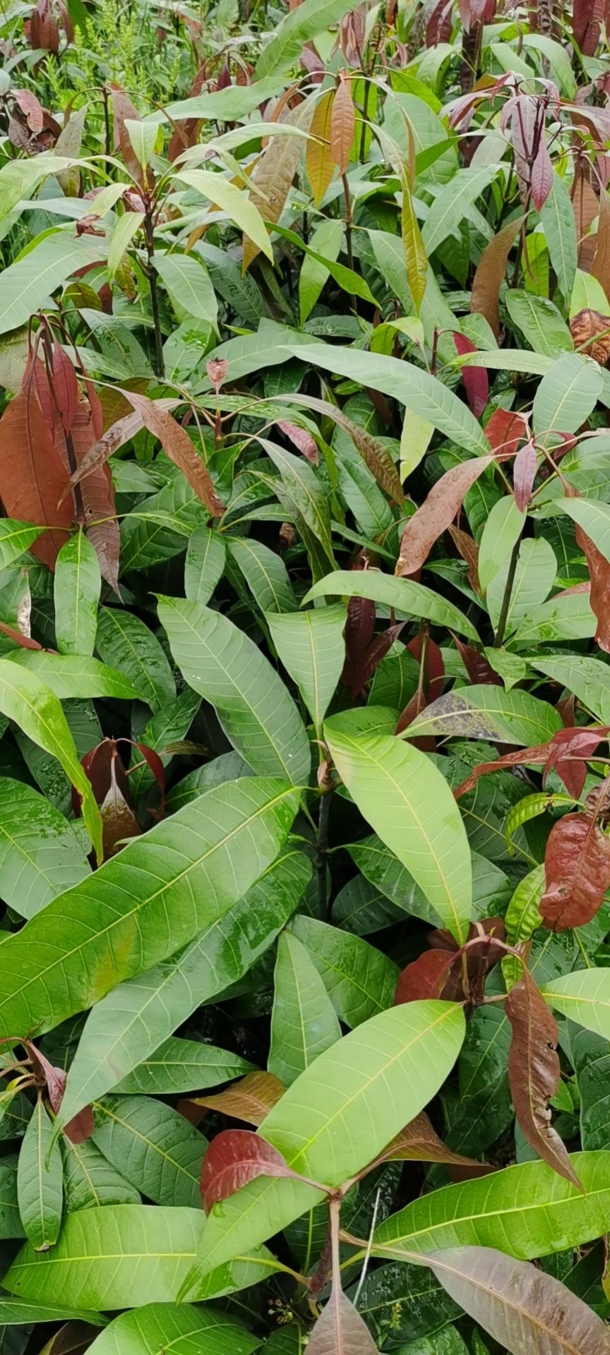 芒果苗，供应5万芒果实生苗