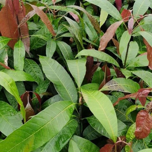 荔浦市芒果苗，供应5万芒果实生苗