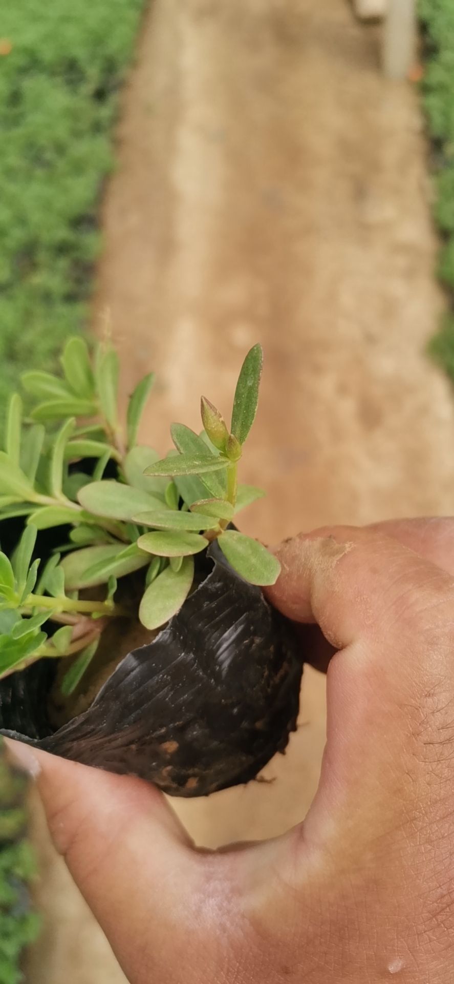 草花  优质太阳花 多色太阳花 场地直发 量大优惠