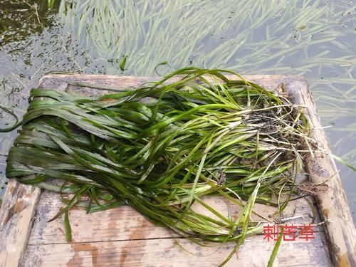 安新县苦草是沉水植物，用与鱼塘等殖业和净化水的作用，称它水下森林