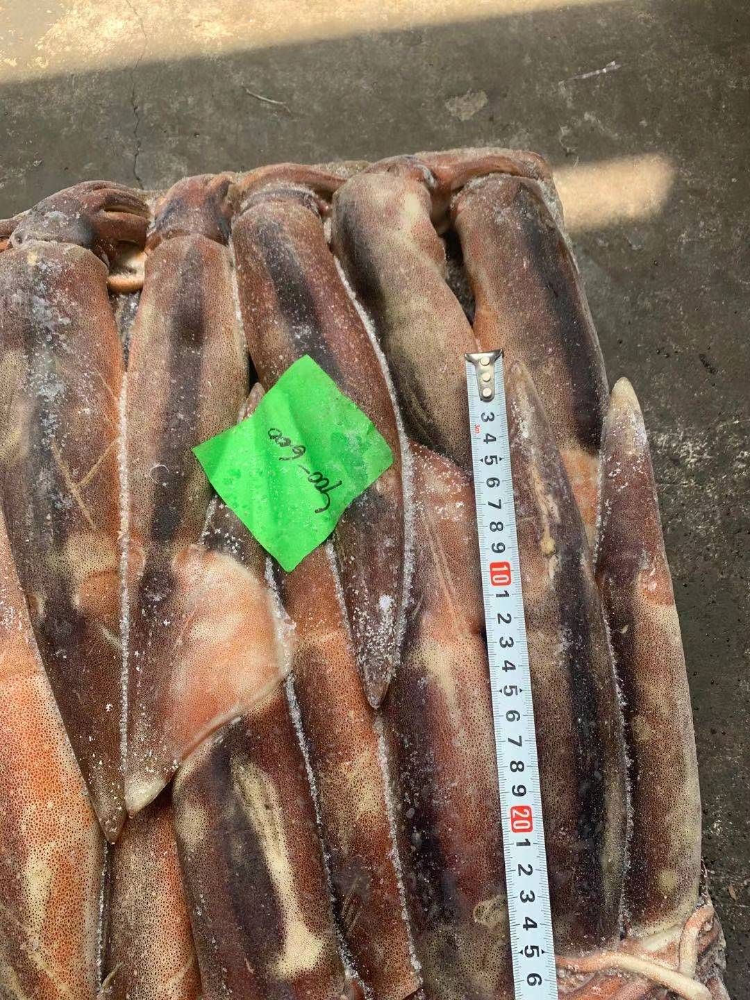 枪乌贼  鱿鱼 船冻鱿鱼 阿根廷鱿鱼 400-600g/条