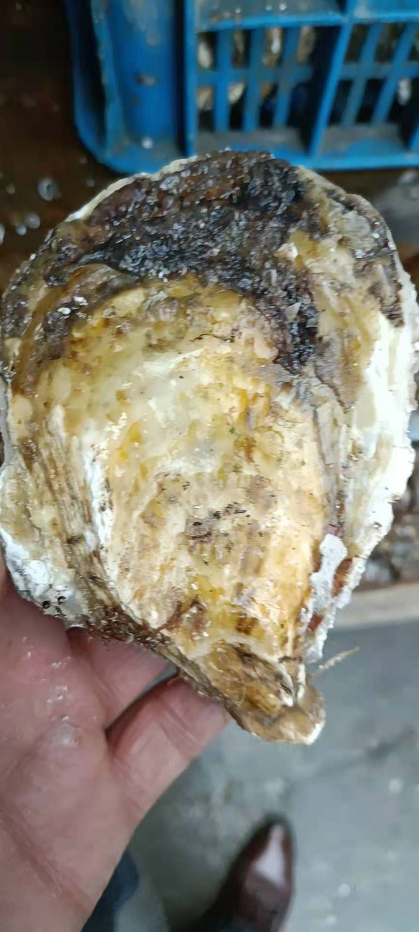 三倍体生蚝 乳山生蚝批发规格齐全精品三倍体适合酒店烧烤高压锅海鲜大咖