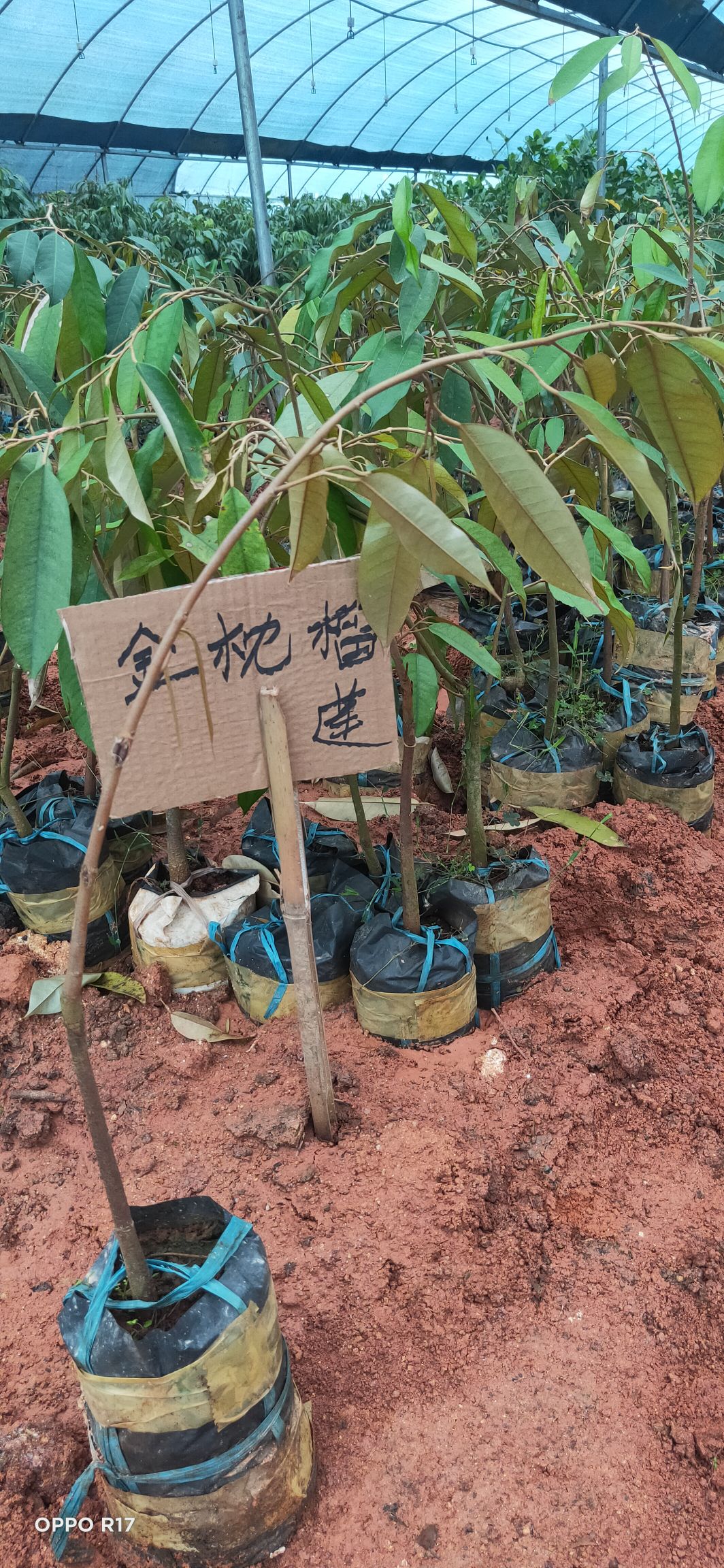 榴莲苗，金枕榴莲苗，猫山王榴莲苗，正品包邮。带土球发货。