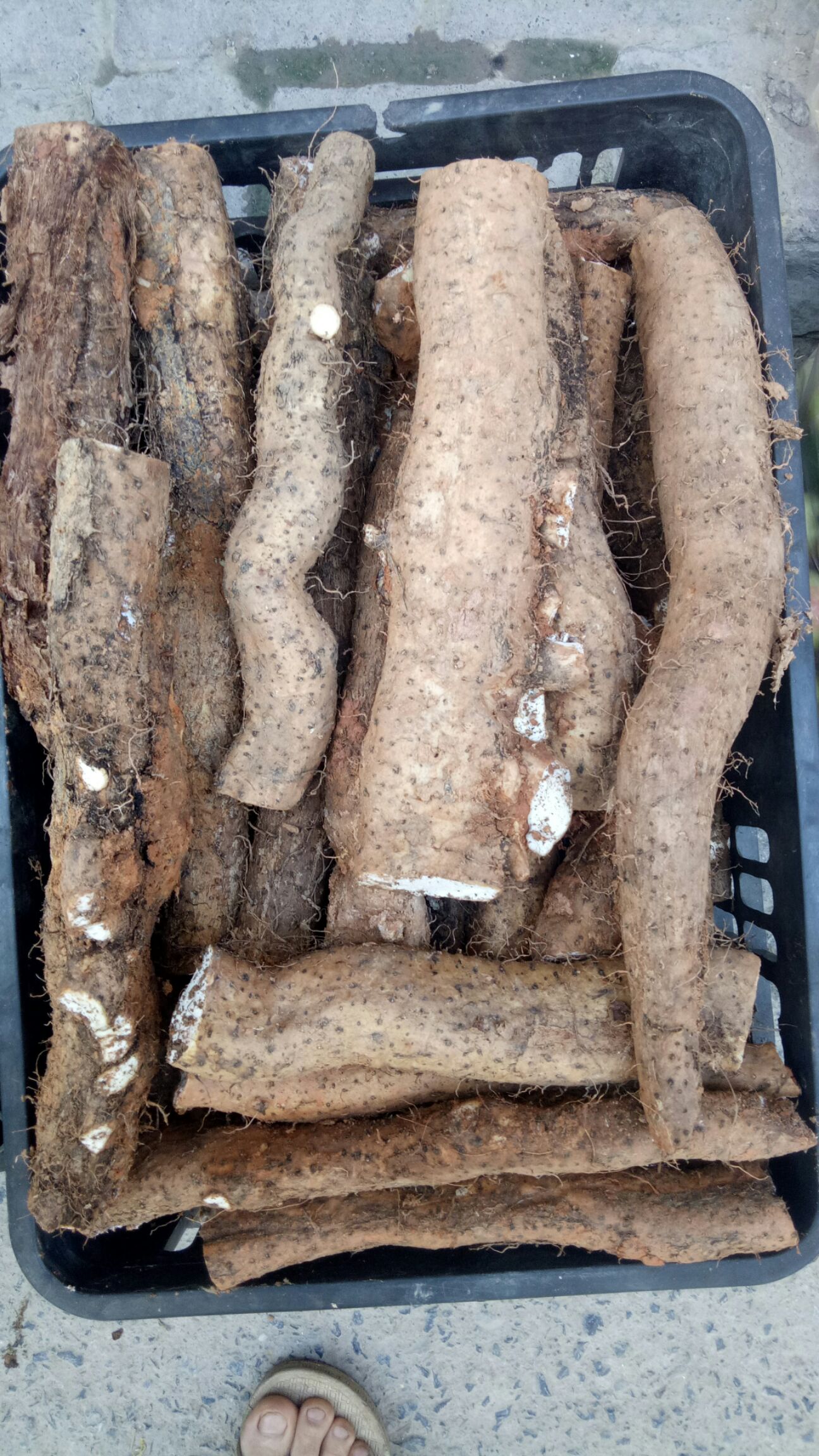 麻山药  都是天然的山药，假一发十倍