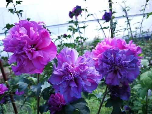 红花木槿 日本花卉紫玉木槿