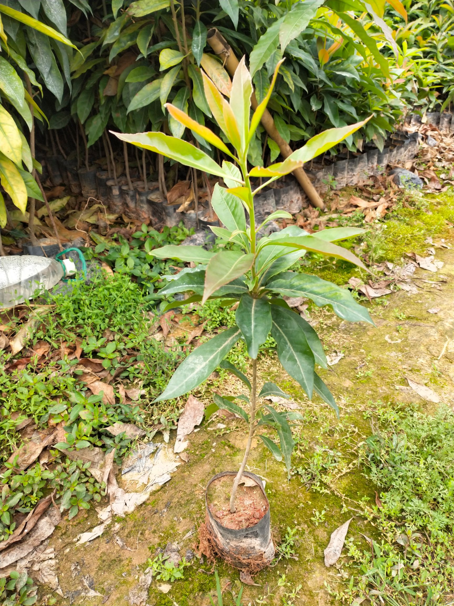 木荷苗，木荷小袋苗，