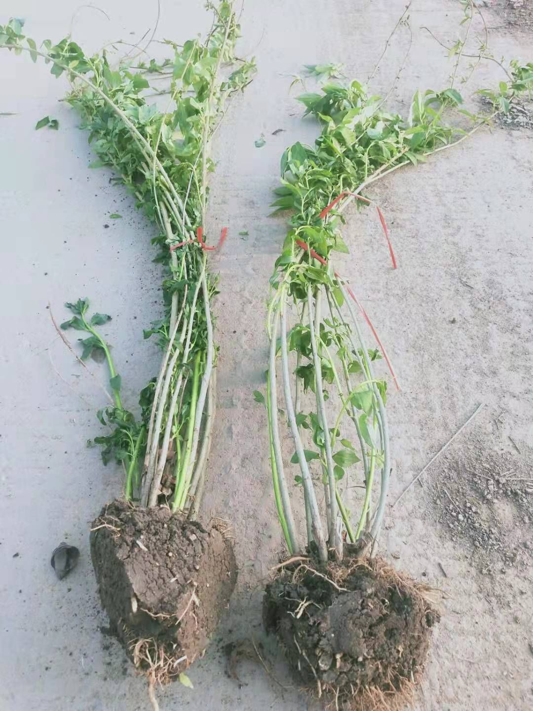 东北连翘苗 连翘球 基地 大量出售 各种规格
