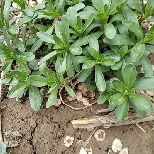 聊城救心菜 