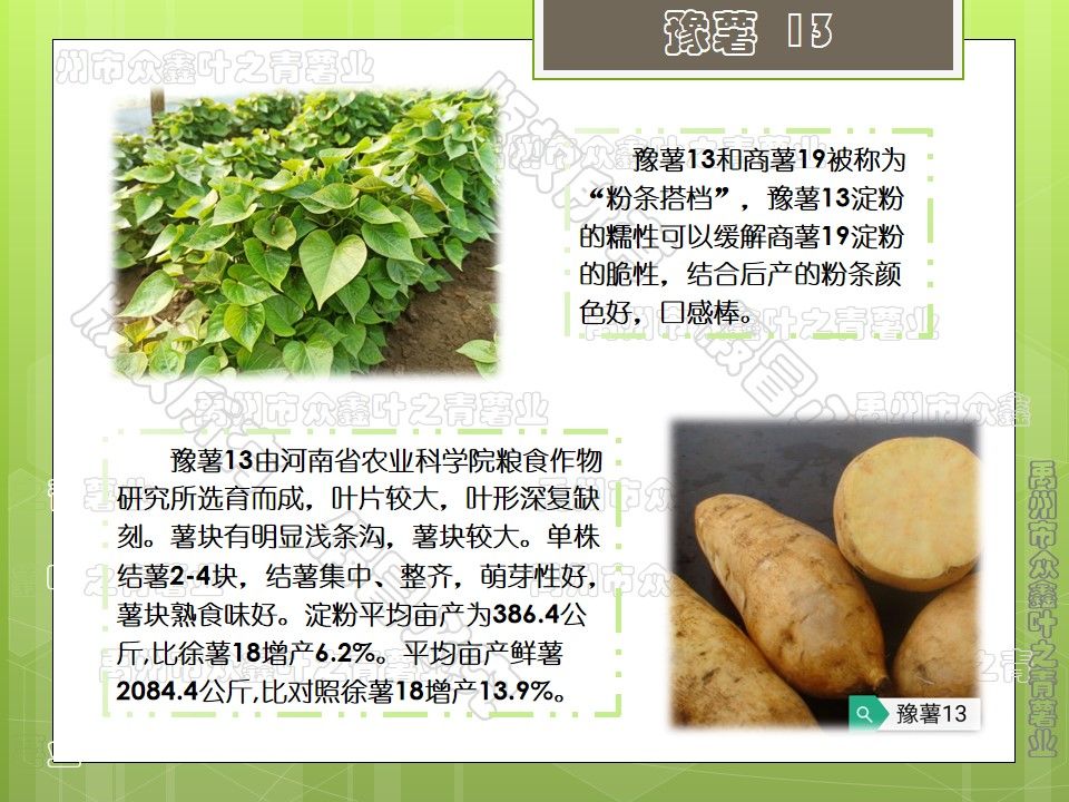 2021原种优质脱毒红薯苗，紫薯红薯苗，基地直供，品质保证