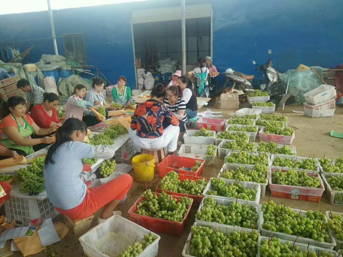 阳光玫瑰3斤5斤包邮电商供应代发香印青提包邮串装全年一件代发