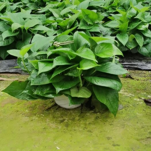 开平市绿萝盆栽苗木花草室内观叶植物净化空气办公家居装饰