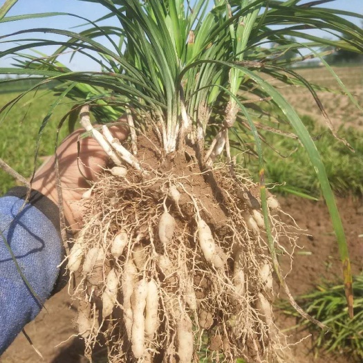 曹县草坪真草绿化中药材麦冬种苗麦冬草四季青又名沿阶草玉龙草四季青