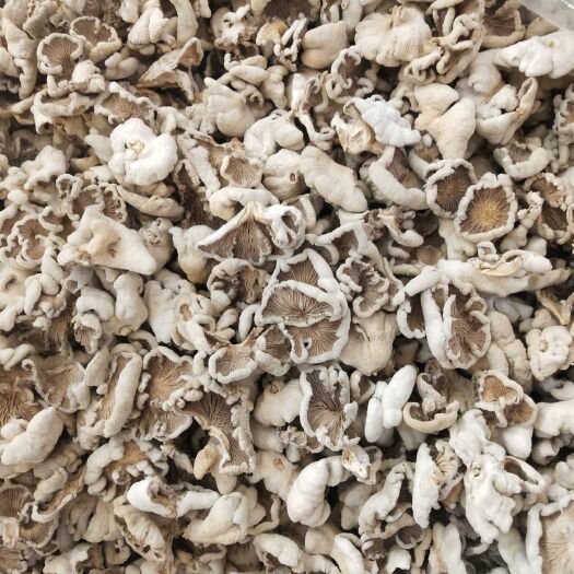 南召县白参菇 鸡毛菌 鸡冠菌 白参菌厂家  玫瑰片单片精品包邮