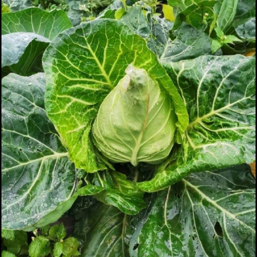 当阳市牛心甘蓝 牛心包菜
