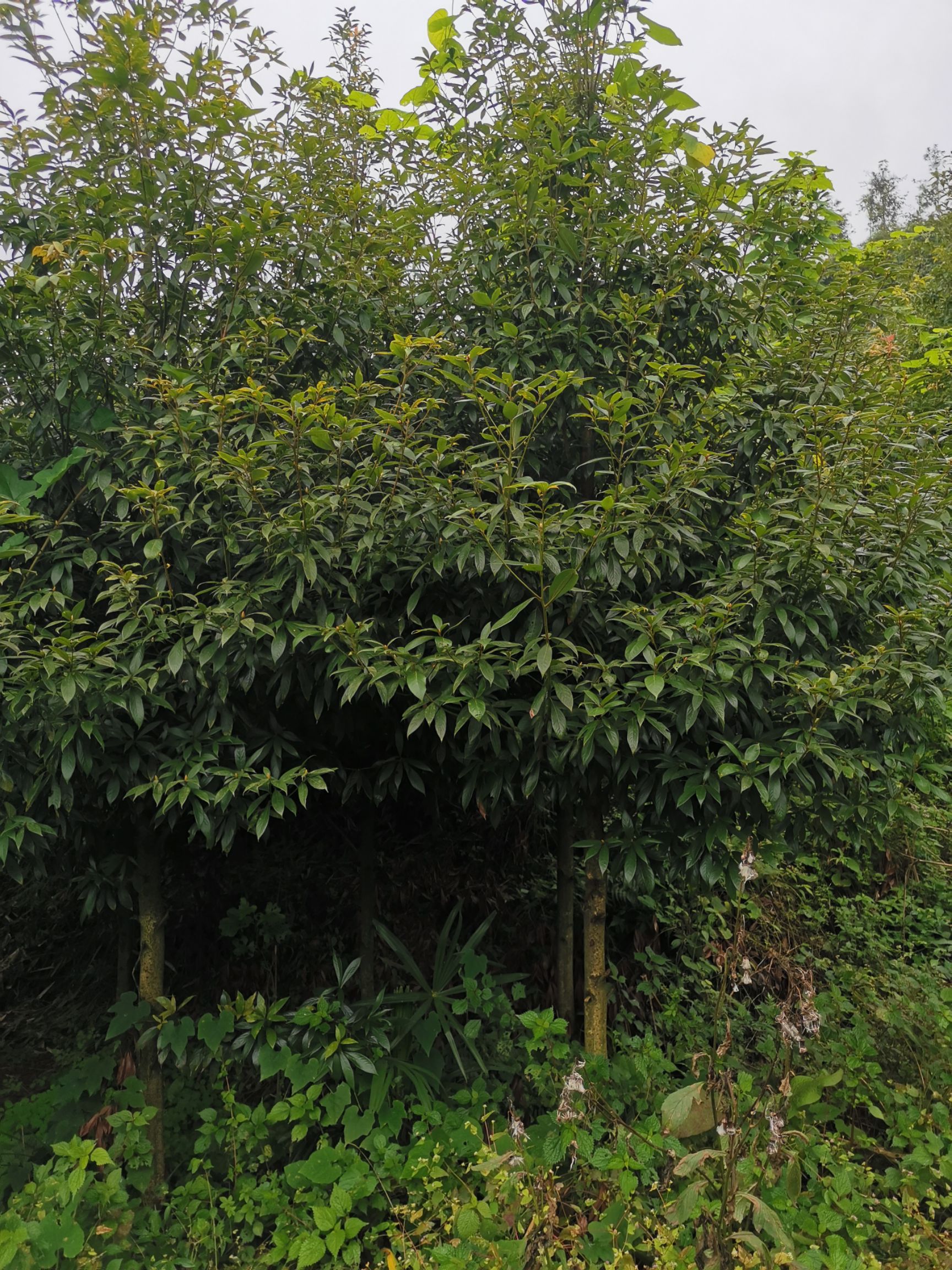 楠木，小叶楠木  桢楠 ，金丝楠木