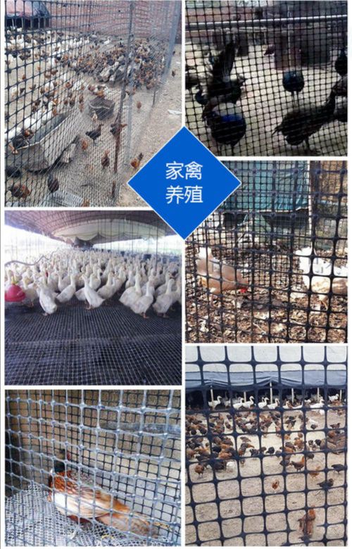 双边护栏网  塑料养殖围栏网/防护网/（多用途塑料格栅网）