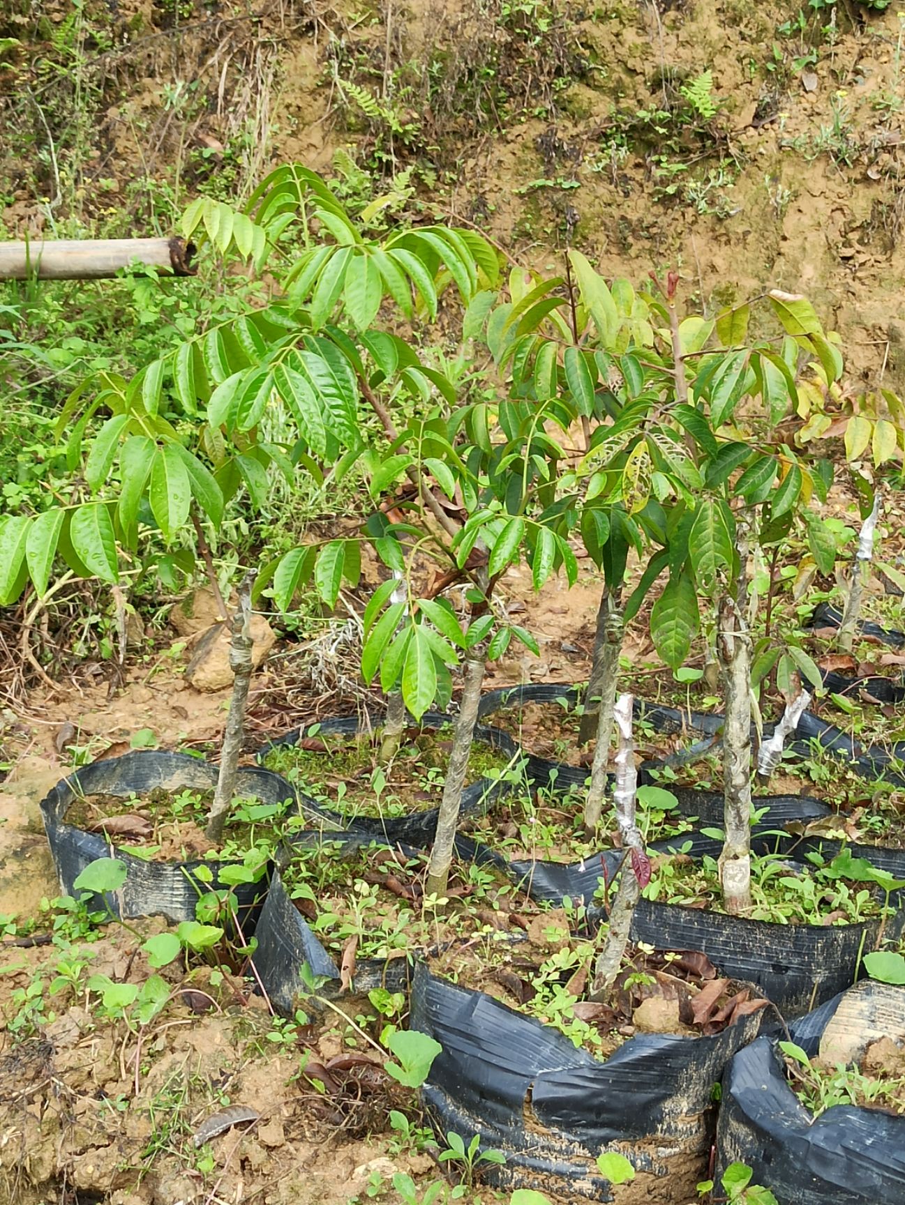 青橄榄苗  青橄榄树苗 香甜榄 凌峰橄榄树苗 2号橄榄树苗