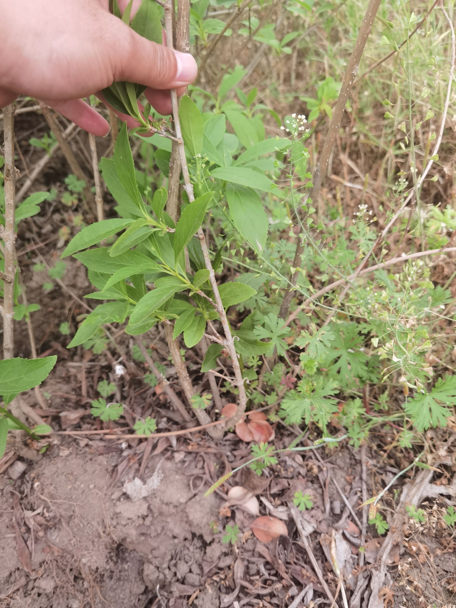 东北连翘苗 连翘球 基地 大量出售 各种规格