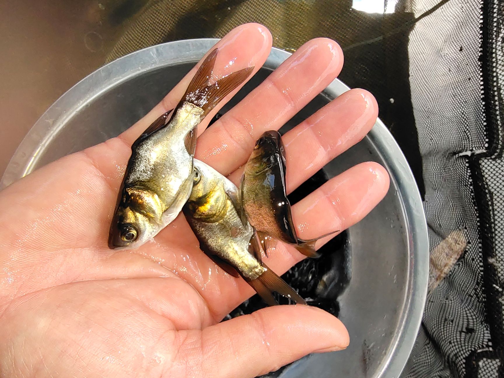 大头鱼，缩骨大头鱼苗