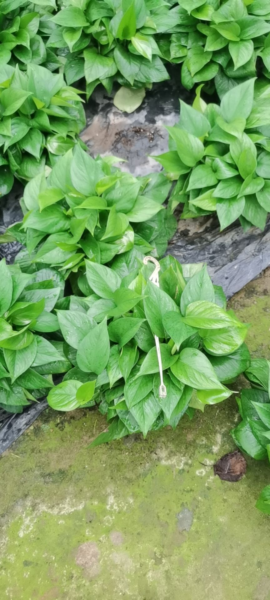 绿萝盆栽苗木花草室内观叶植物净化空气办公家居装饰