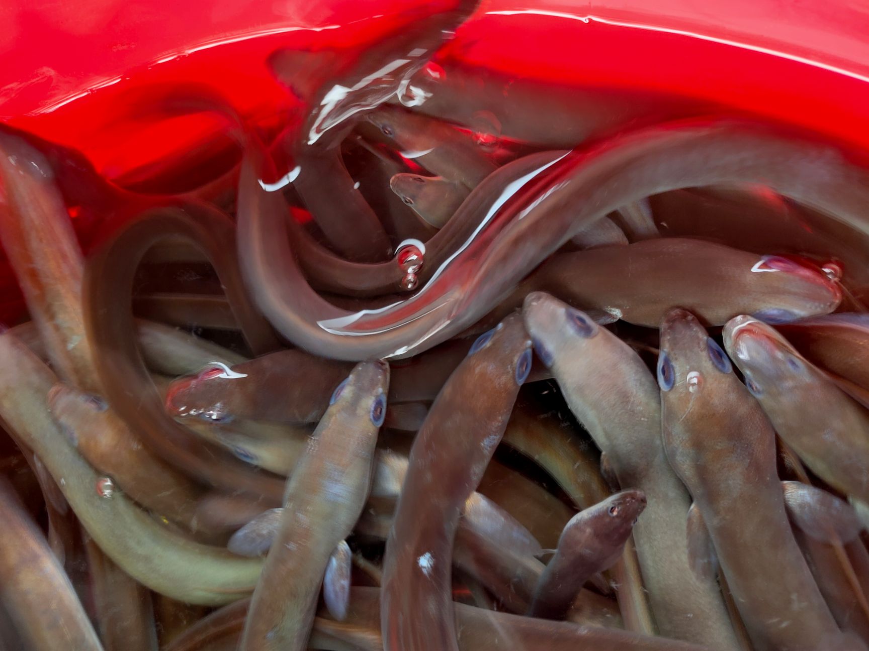 【鳗鱼苗】精选鳗鱼苗 白仓苗 淡水白鳝苗 量大从优