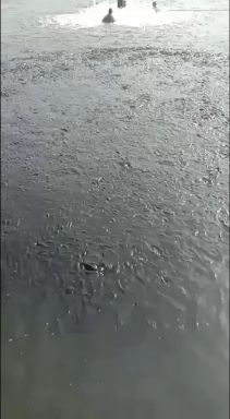 鱼苗，银鳕鱼苗，军鱼苗，叉尾，桂鱼苗，基地直供，提供养殖技术