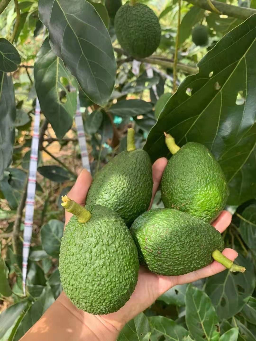牛油果苗，哈斯牛油果果苗带杯发货
