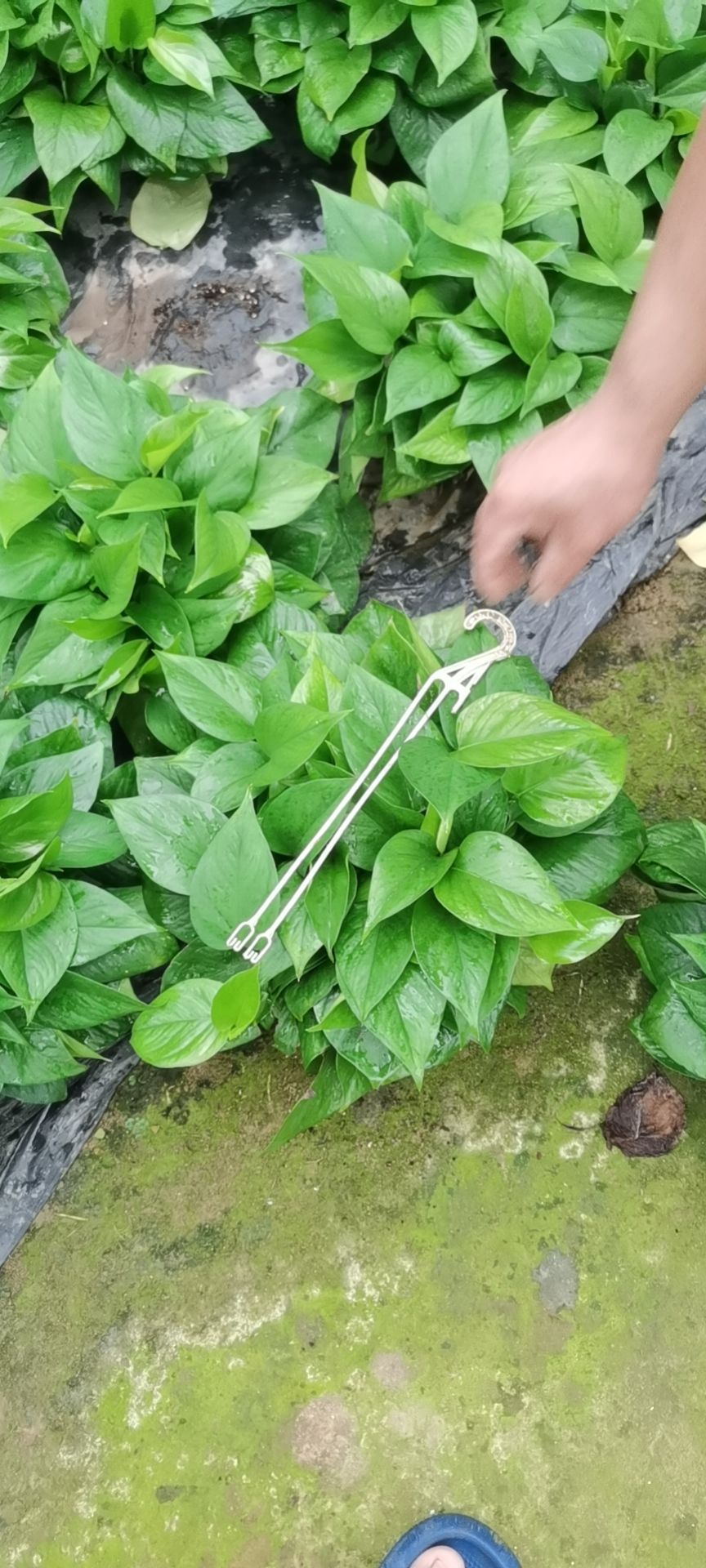 绿萝盆栽苗木花草室内观叶植物净化空气办公家居装饰