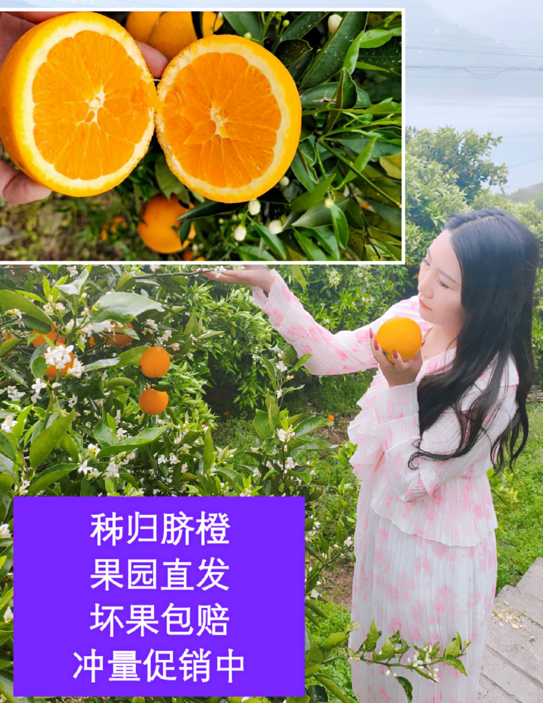 伦晚脐橙  顺丰包邮果肉饱满多汁味甜