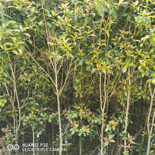 西峡县 桂花树八月桂 大量优质八月桂，现低价出售，欲购从速。