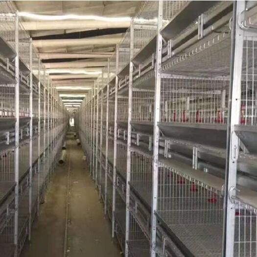 西平县肉鸡笼  框架肉鸡笼