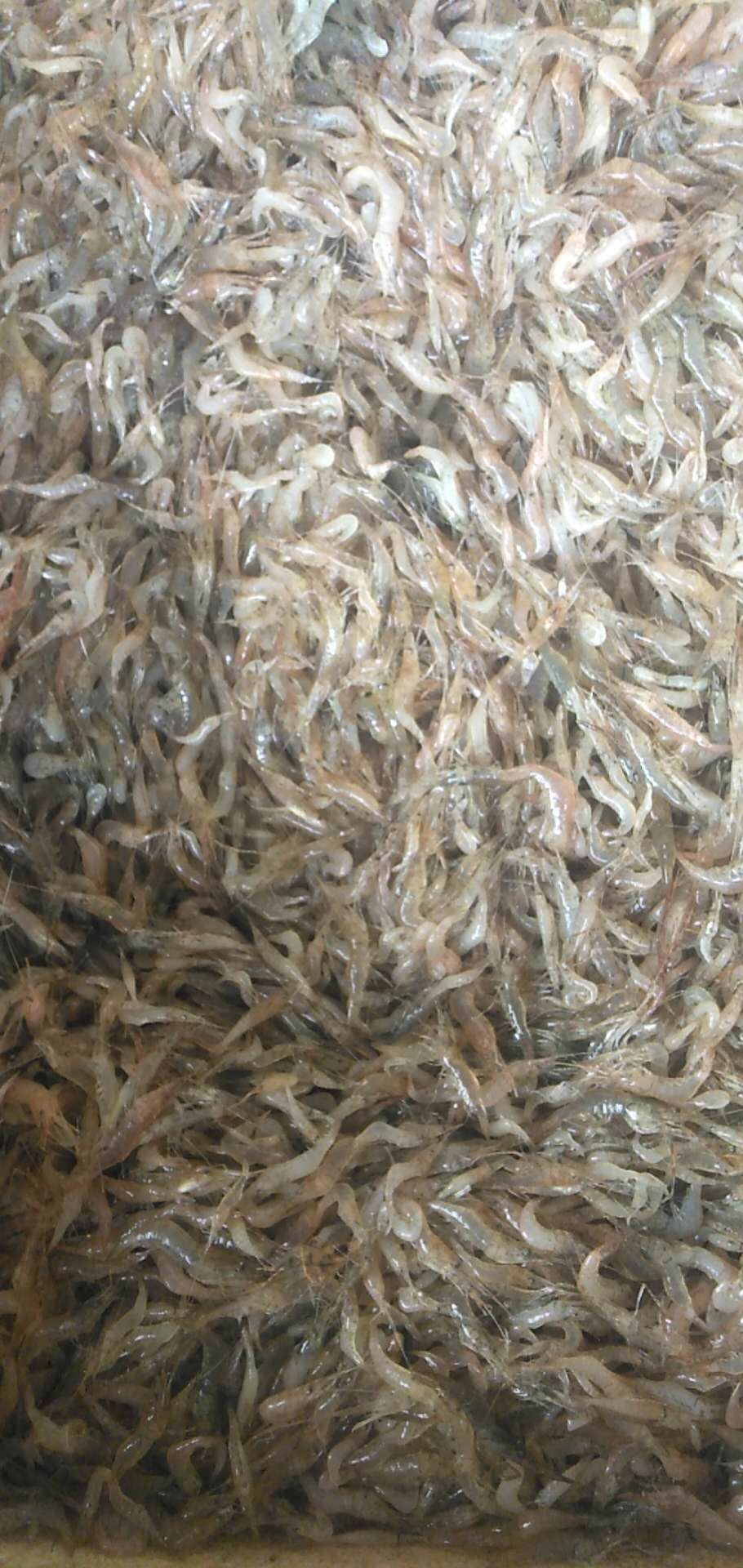 白米虾 水库虾米，肉嫩仔