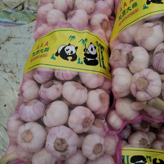 商丘白皮蒜  扒皮蒜，精品扒皮蒜，产地直供，货源充足